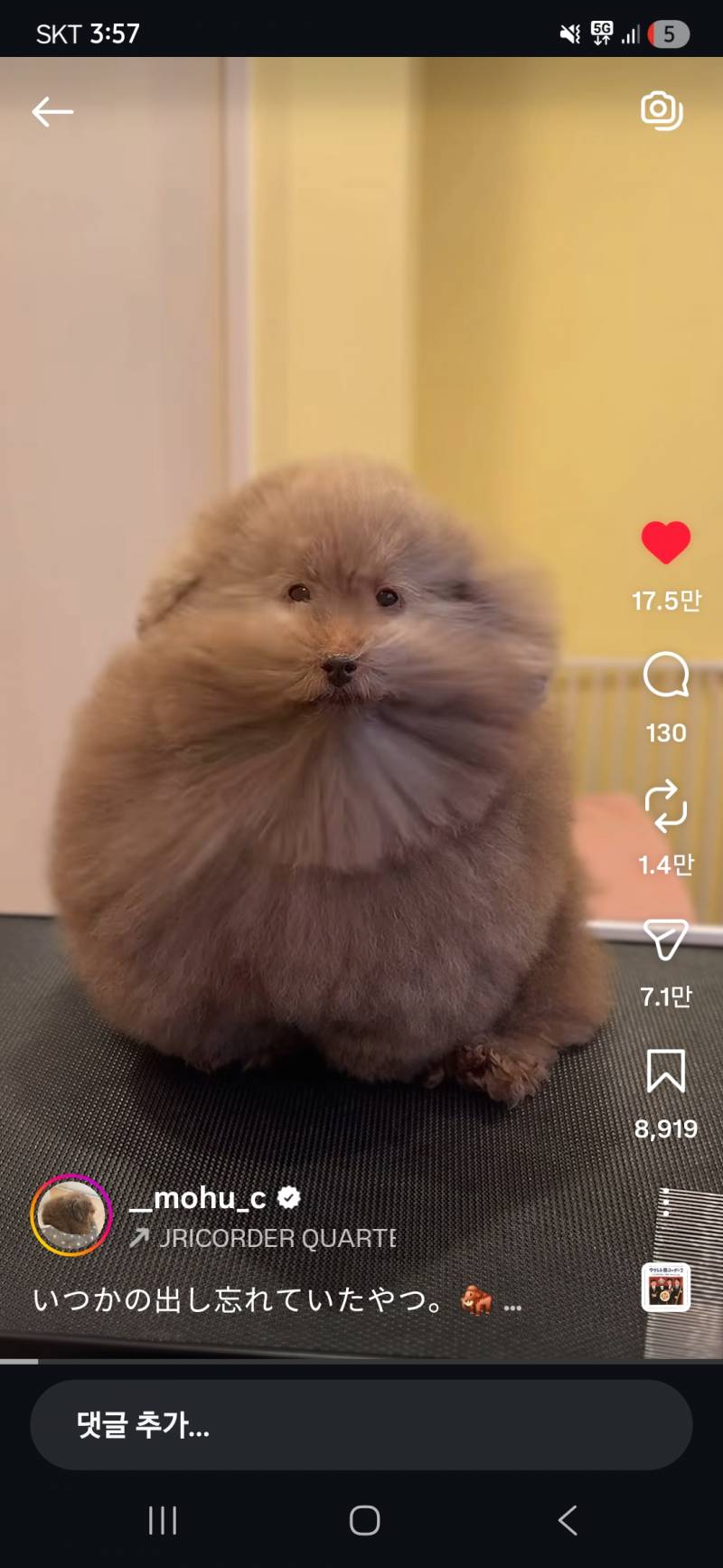 [잡담] 이 강아지 이쁘지않아? | 인스티즈