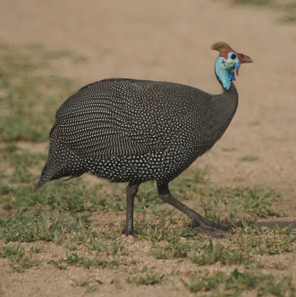 [잡담] 익들 이런 새가 다가오면 무서울거같음?? | 인스티즈