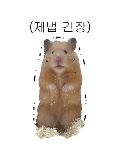 [잡담] 곧 온다 곧…배구하는 리쿠….. | 인스티즈