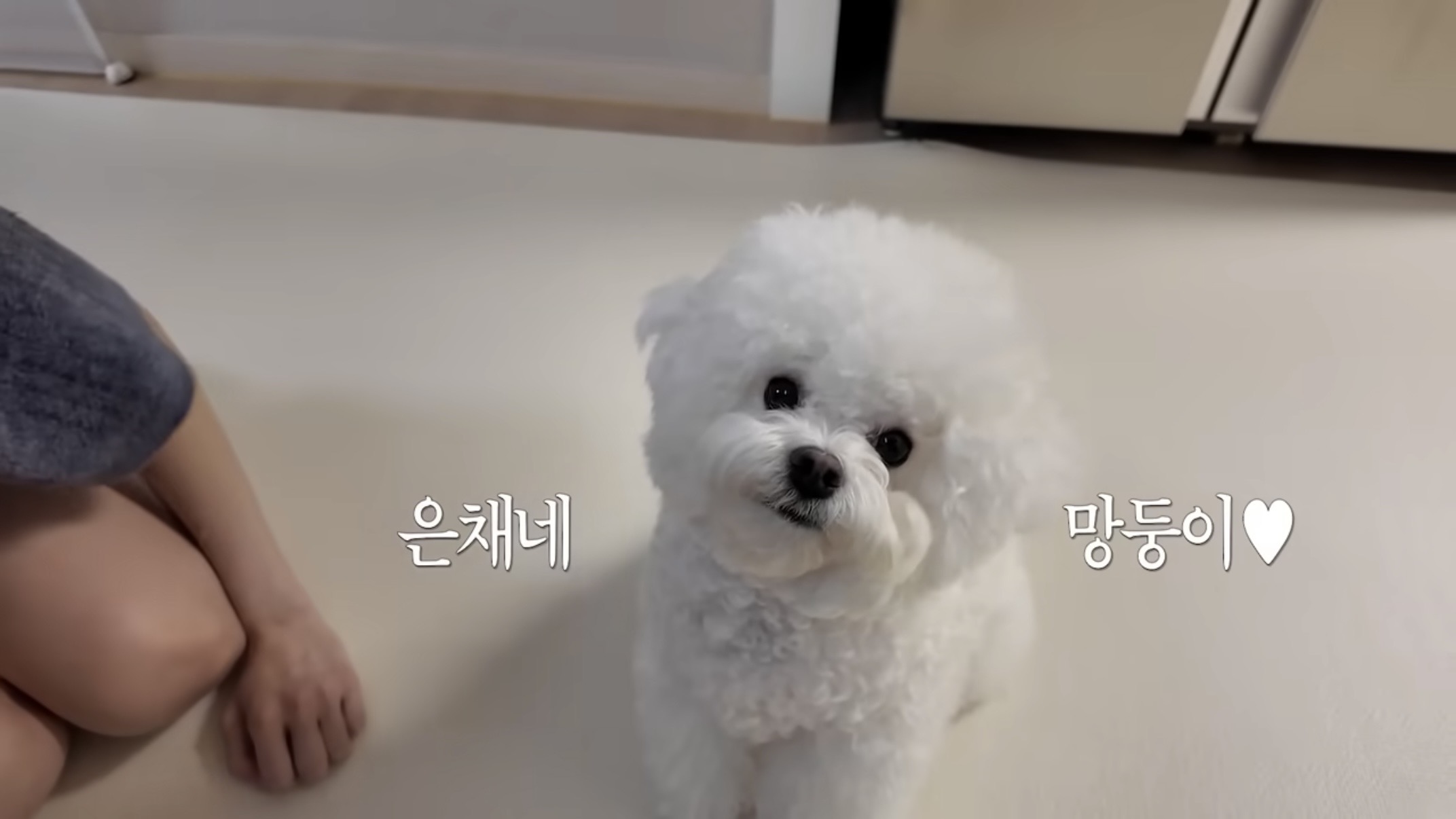 [잡담] 은채네 강아지 겁나 귀엽다 .... 브이로그 보는데 | 인스티즈