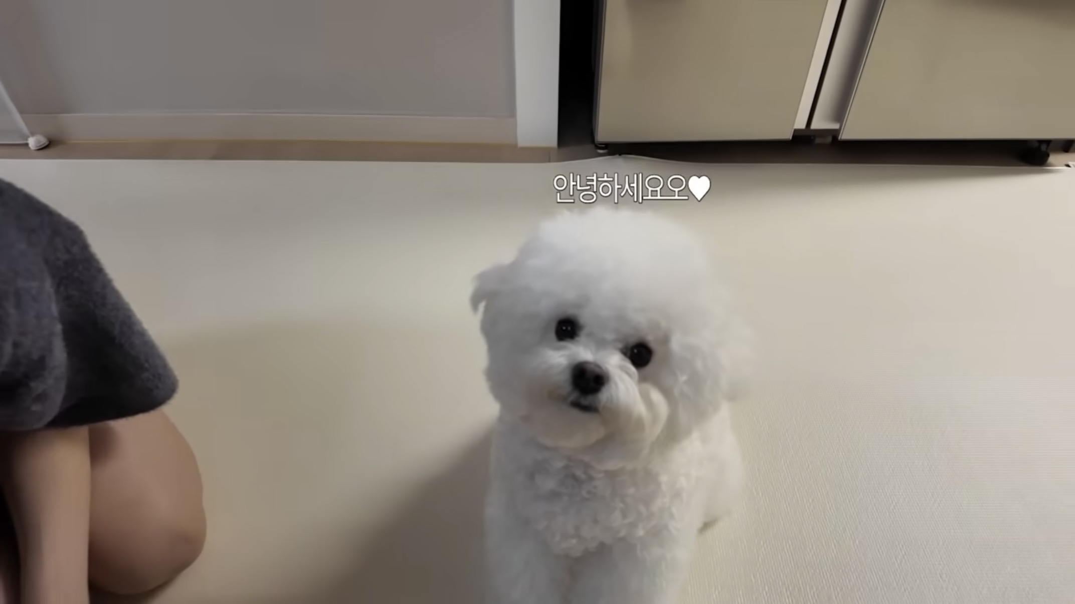 [잡담] 은채네 강아지 겁나 귀엽다 .... 브이로그 보는데 | 인스티즈