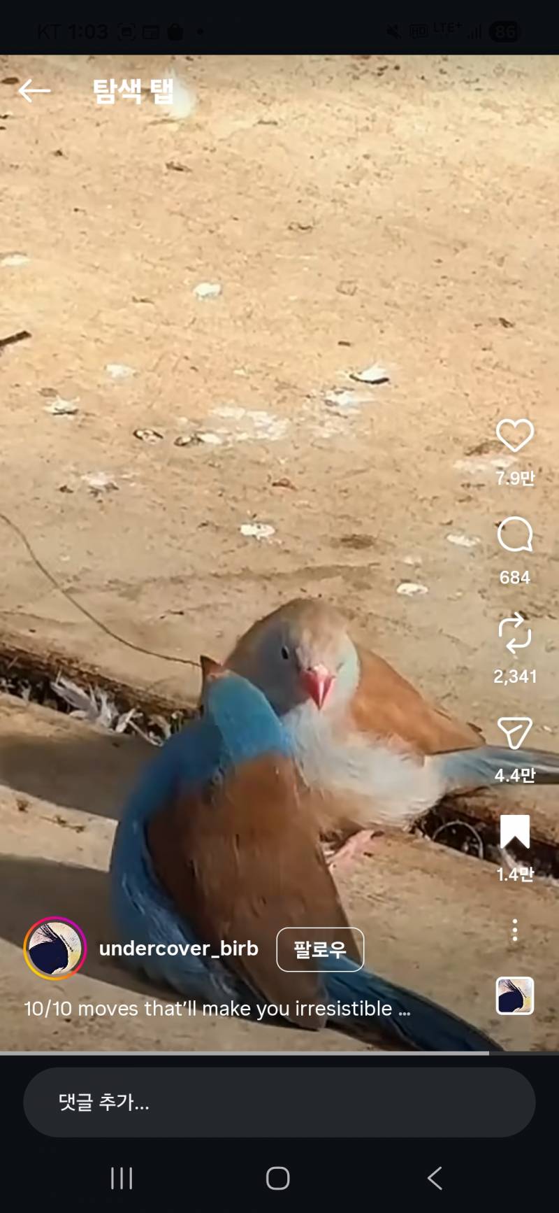 [잡담] 요즘 수컷새가 구애하는 영상 보는데 너무 귀여움ㅋㅋㅋㅋ | 인스티즈