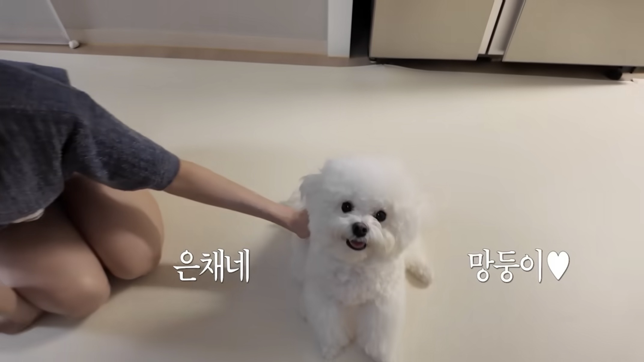 [잡담] 은채네 강아지 겁나 귀엽다 .... 브이로그 보는데 | 인스티즈