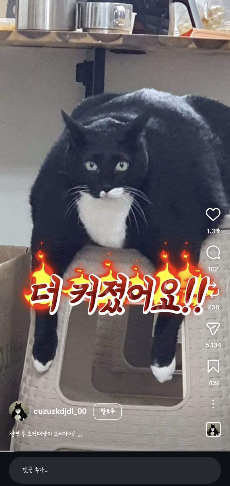 [잡담] 고양이가 이거 맞아? ㅋㅋㅋㅋ | 인스티즈