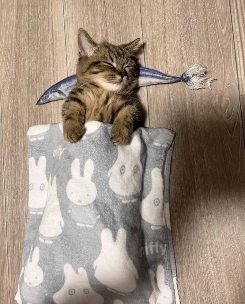 고양이 잘 있냐고 물어봤더니 언니가 보내준 사진 | 인스티즈
