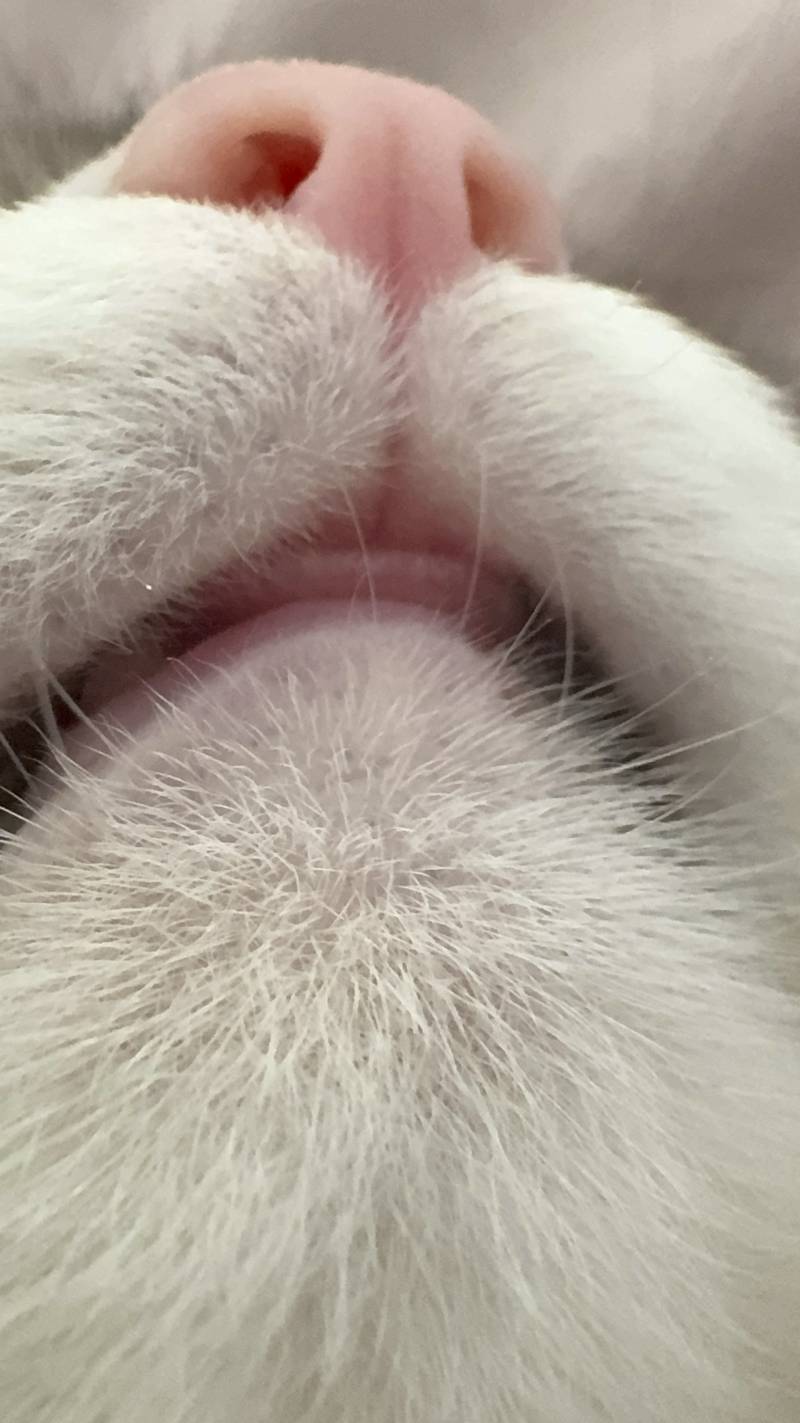 [잡담] 고양이 집사의 특권. 자는 고양이한테 뽀뽀 가능 | 인스티즈
