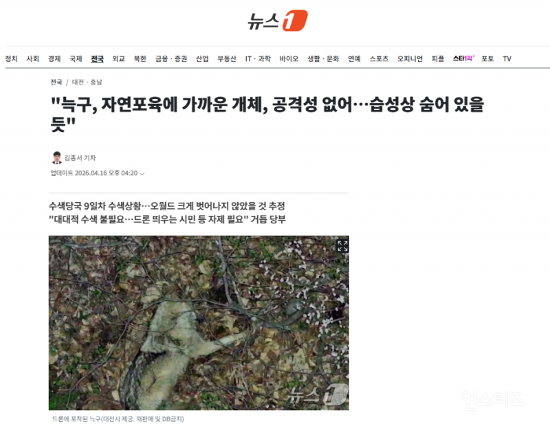 "늑구, 자연포육에 가까운 개체, 공격성 없어…습성상 숨어 있을 듯" | 인스티즈