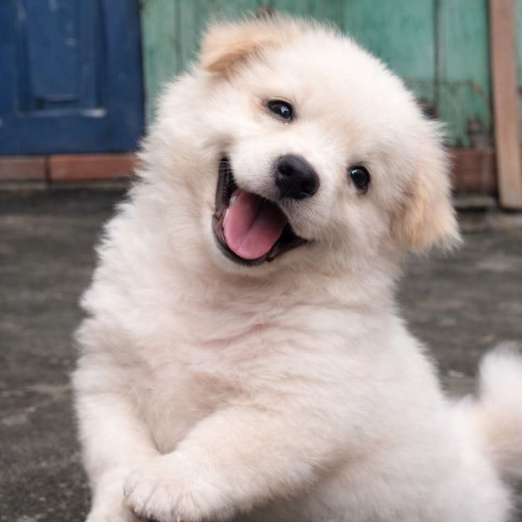 [잡담] 대영이가 너무 귀엽다...... | 인스티즈