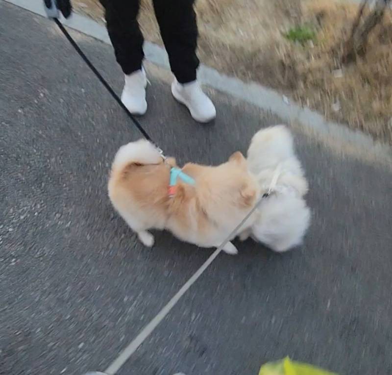 [잡담] 울강쥐 산책하다 물릴뻔 | 인스티즈