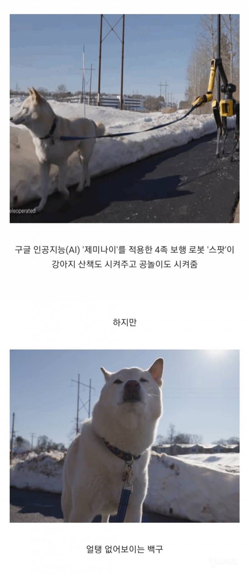 🐶개 산책 시키는 로봇개 | 인스티즈