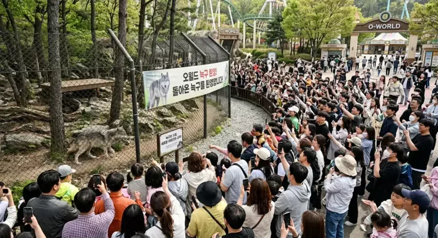 늑구 돌아온 대전 오월드 풍경 예상..JPG | 인스티즈