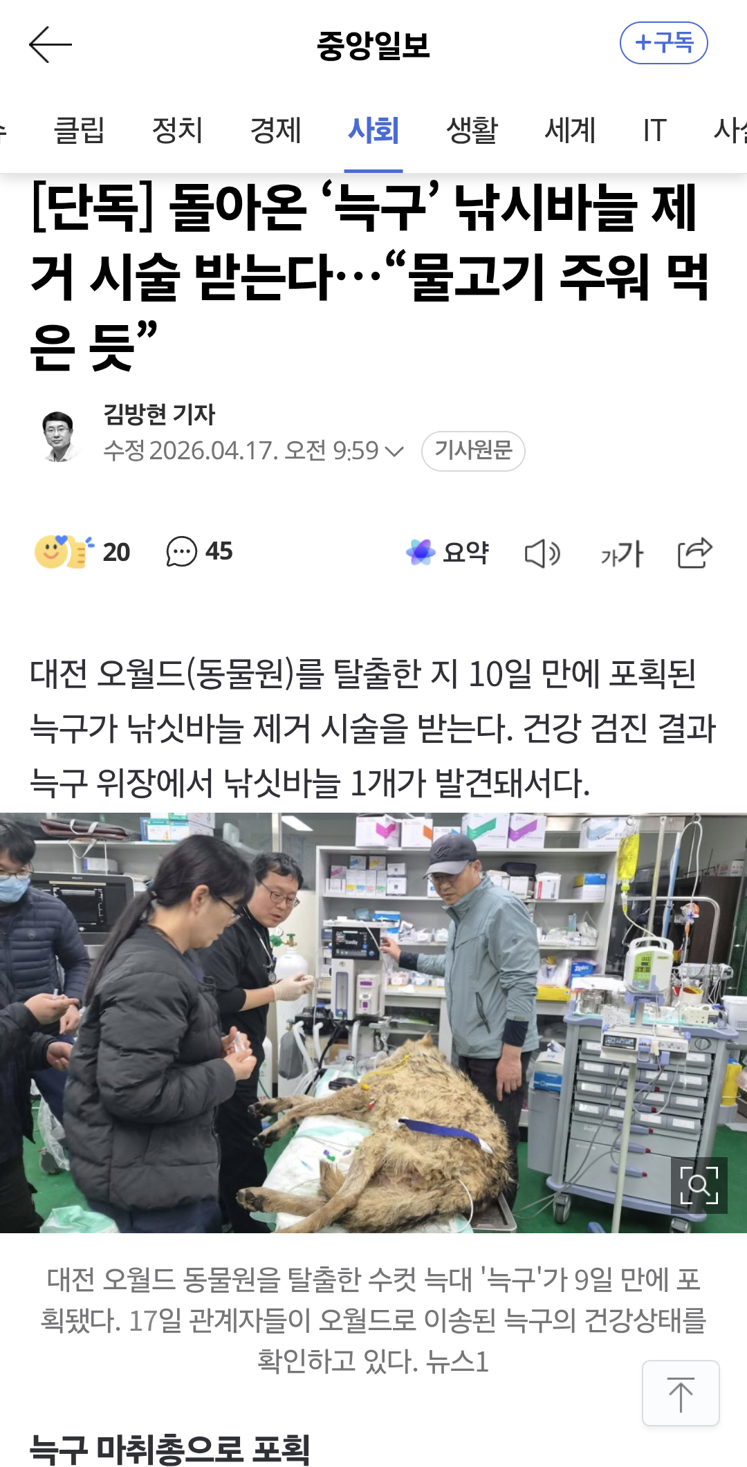 [잡담] 늑구 뱃속에 낚시바늘 발견돼서 수술한대 ㅠㅠ | 인스티즈
