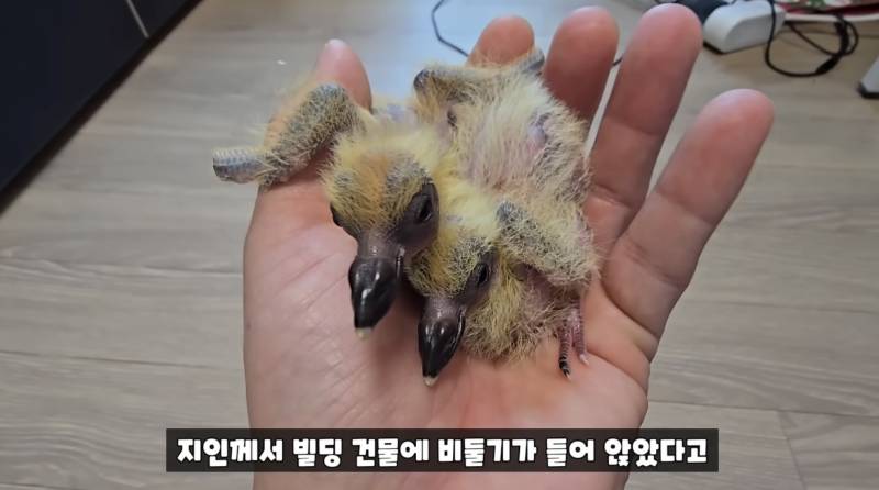 [잡담] 아기 비둘기 두마리 한달동안 키우고 1000만원 받는다면 그럴거야? | 인스티즈