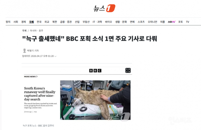 "늑구 출세했네" BBC 포획 소식 1면 주요 기사로 다뤄 | 인스티즈