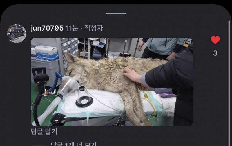 [잡담] 늑구 잡았어!!! | 인스티즈