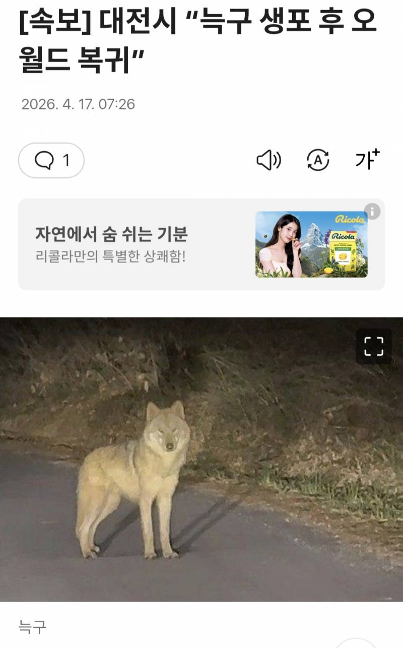 [잡담] 얘들아 늑구잡혔대!! | 인스티즈