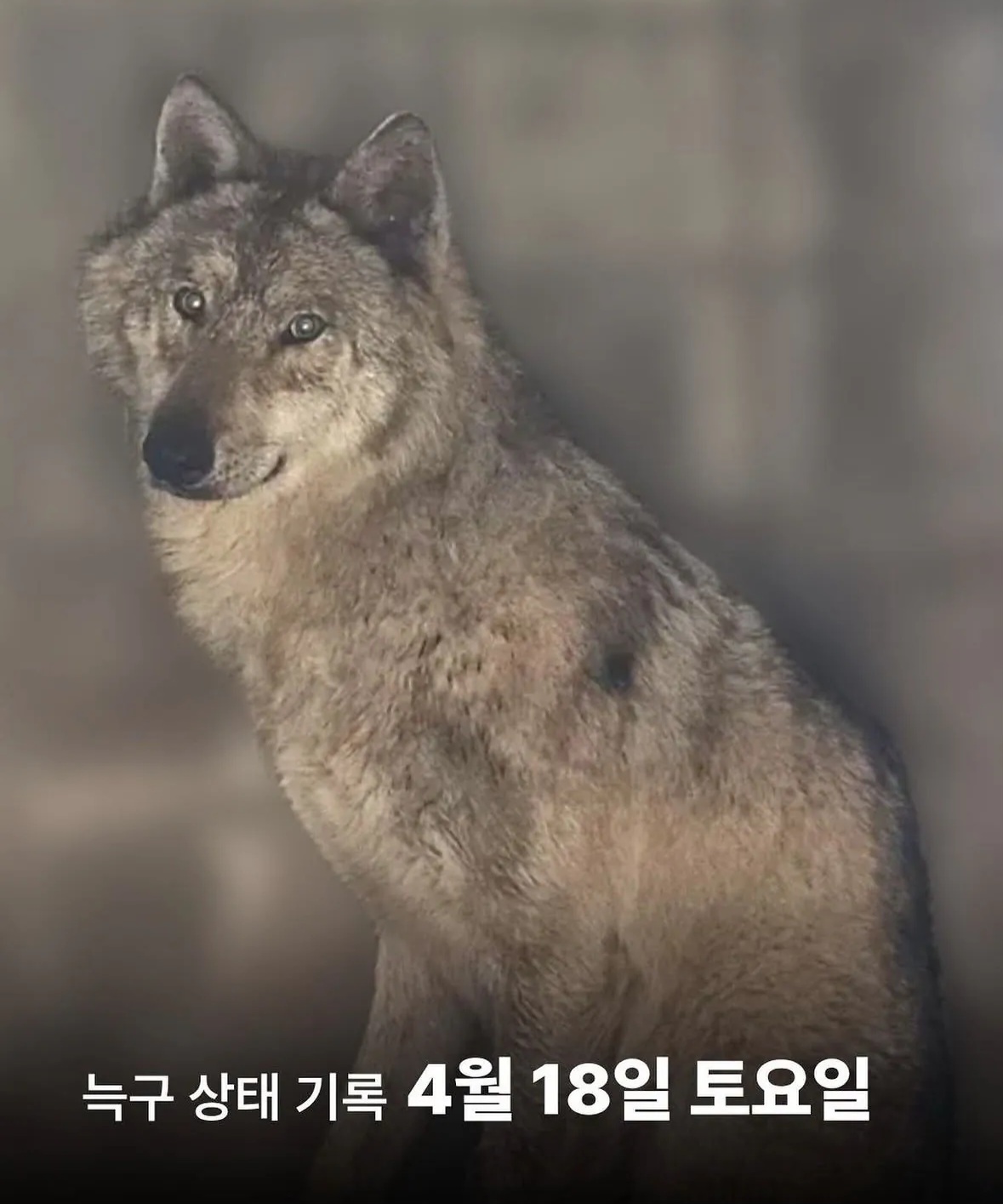 [정보/소식] 고기 포식하고 일어난 오늘자 4월18일 늑구 | 인스티즈
