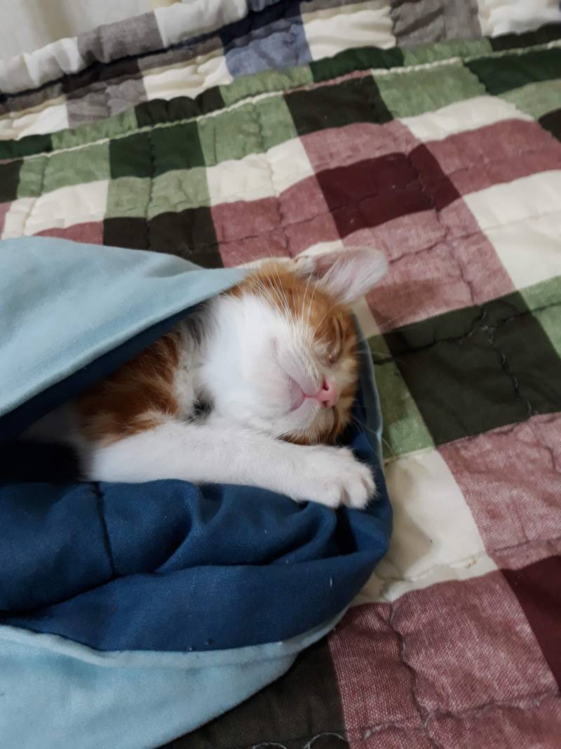 [잡담] 약속대로 고양이사진 20장 풀러왔어! | 인스티즈