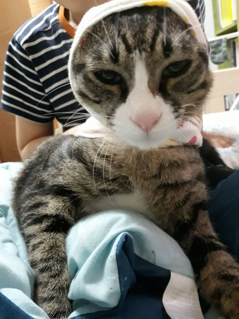 [잡담] 약속대로 고양이사진 20장 풀러왔어! | 인스티즈