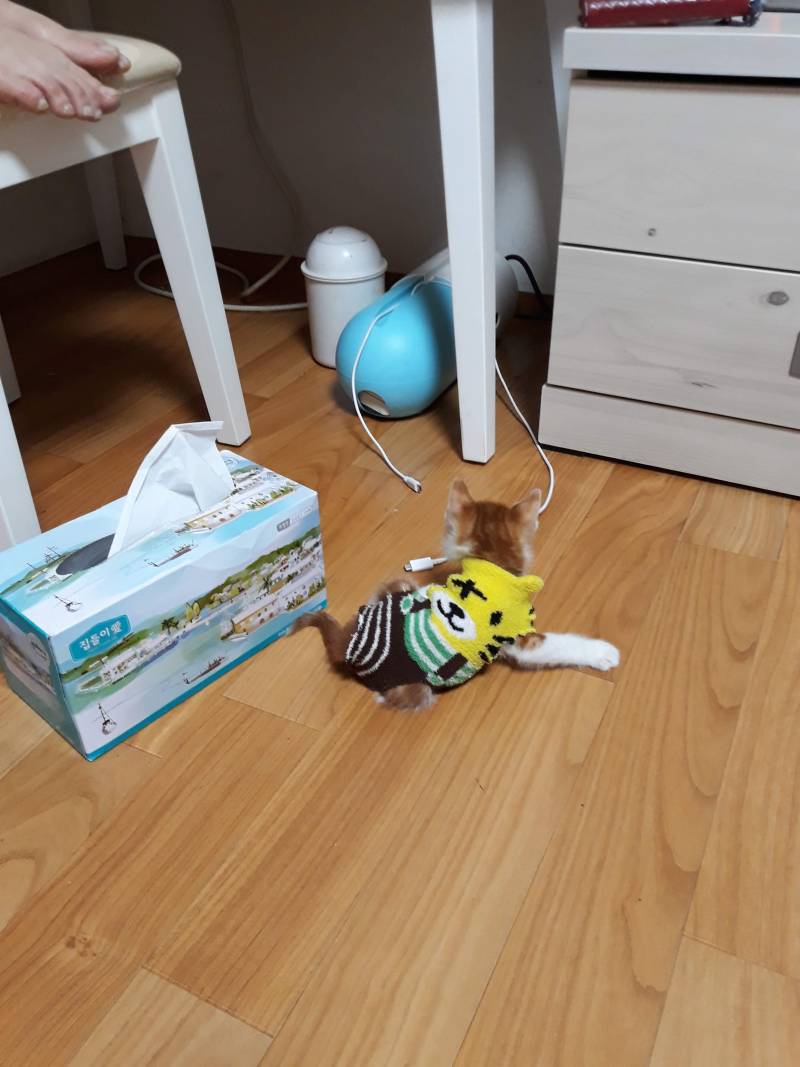 [잡담] 약속대로 고양이사진 20장 풀러왔어! | 인스티즈