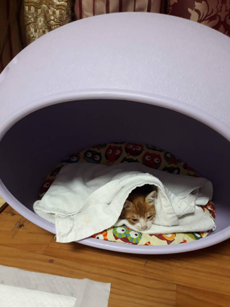 [잡담] 약속대로 고양이사진 20장 풀러왔어! | 인스티즈