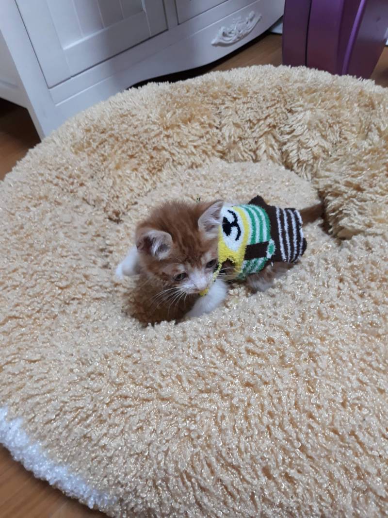 [잡담] 약속대로 고양이사진 20장 풀러왔어! | 인스티즈