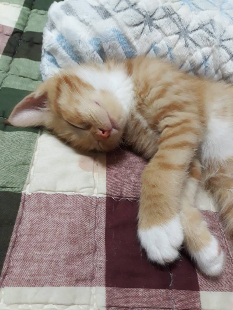 [잡담] 약속대로 고양이사진 20장 풀러왔어! | 인스티즈
