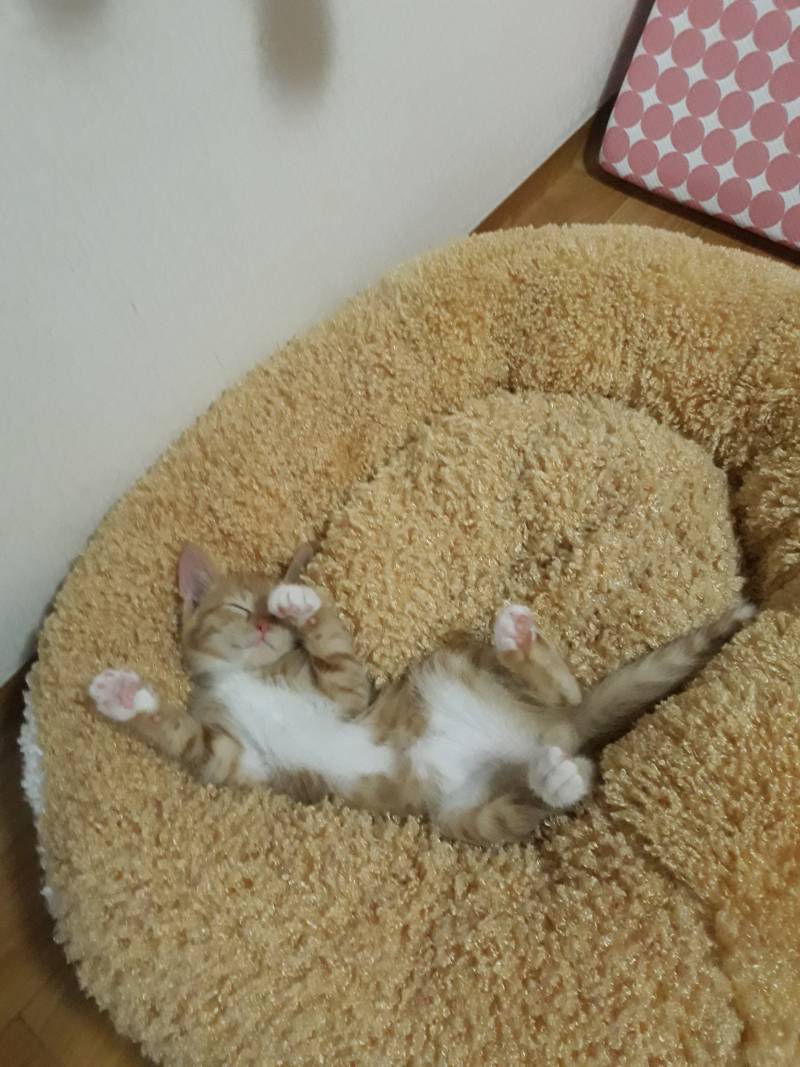 [잡담] 약속대로 고양이사진 20장 풀러왔어! | 인스티즈