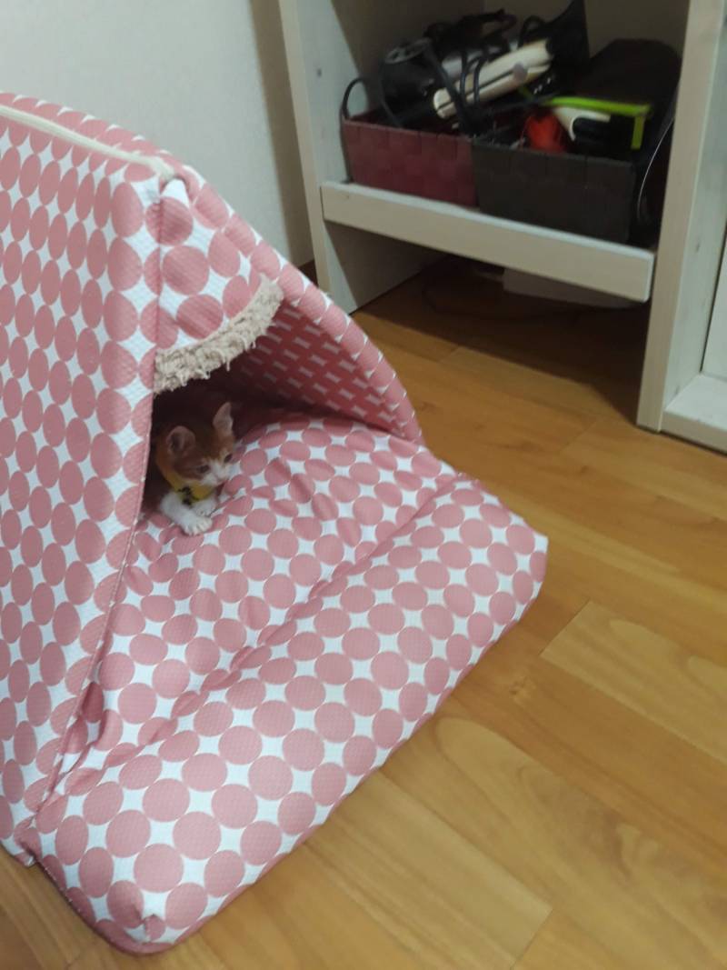 [잡담] 약속대로 고양이사진 20장 풀러왔어! | 인스티즈