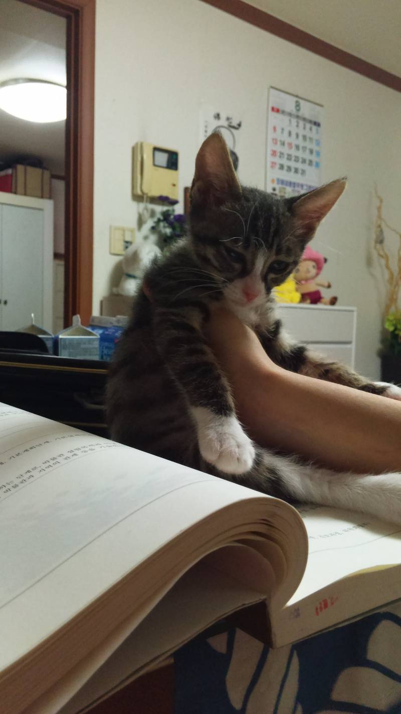 [잡담] 약속대로 고양이사진 20장 풀러왔어! | 인스티즈
