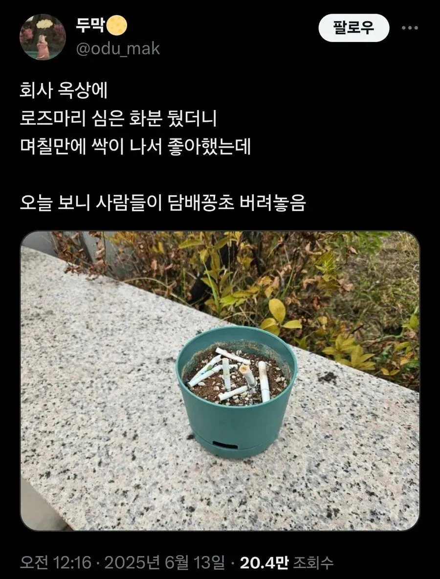 🪴회사 옥상에 로즈마리 씨앗을 심은 작은 화분을 두었더니 | 인스티즈