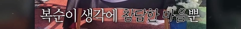 하염없이 짖어서 뇌졸중으로 쓰러진 주인 구한 개 상해 입자 보신탕 집에 넘긴 주인 | 인스티즈