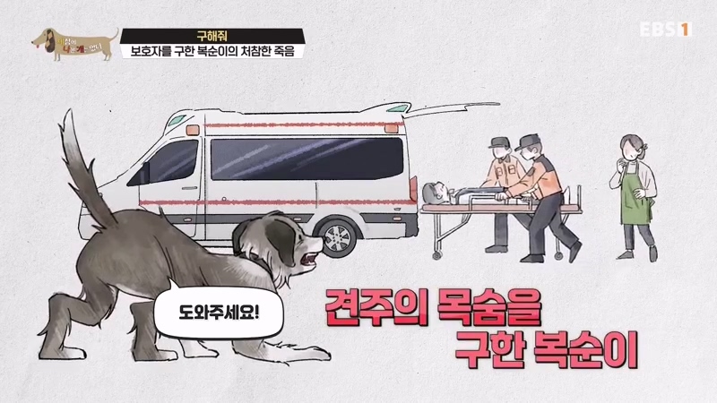 하염없이 짖어서 뇌졸중으로 쓰러진 주인 구한 개 상해 입자 보신탕 집에 넘긴 주인 | 인스티즈