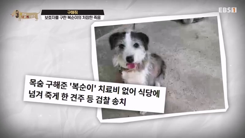 하염없이 짖어서 뇌졸중으로 쓰러진 주인 구한 개 상해 입자 보신탕 집에 넘긴 주인 | 인스티즈