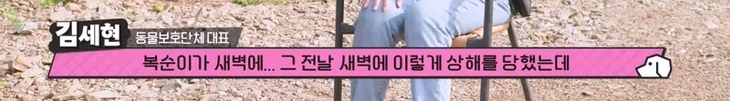 하염없이 짖어서 뇌졸중으로 쓰러진 주인 구한 개 상해 입자 보신탕 집에 넘긴 주인 | 인스티즈