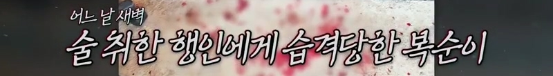 하염없이 짖어서 뇌졸중으로 쓰러진 주인 구한 개 상해 입자 보신탕 집에 넘긴 주인 | 인스티즈