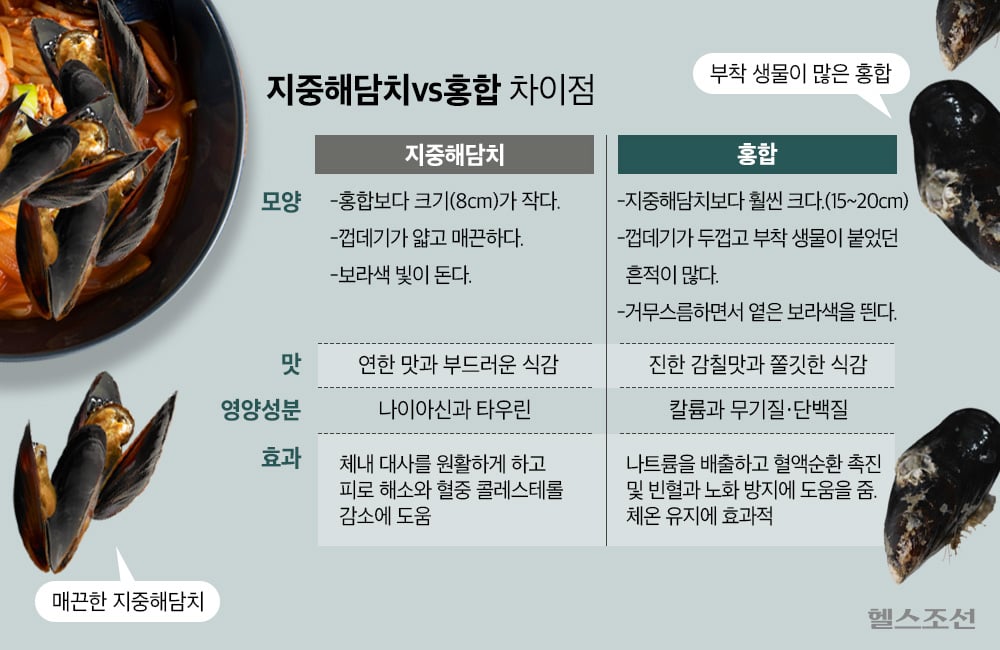 지중해담치와 찐홍합의 차이.jpg | 인스티즈