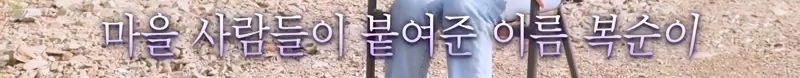 하염없이 짖어서 뇌졸중으로 쓰러진 주인 구한 개 상해 입자 보신탕 집에 넘긴 주인 | 인스티즈