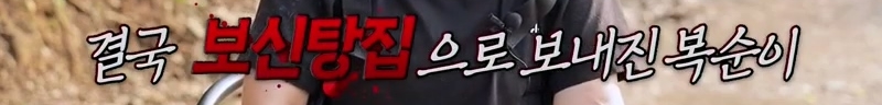 하염없이 짖어서 뇌졸중으로 쓰러진 주인 구한 개 상해 입자 보신탕 집에 넘긴 주인 | 인스티즈