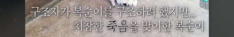 하염없이 짖어서 뇌졸중으로 쓰러진 주인 구한 개 상해 입자 보신탕 집에 넘긴 주인 | 인스티즈