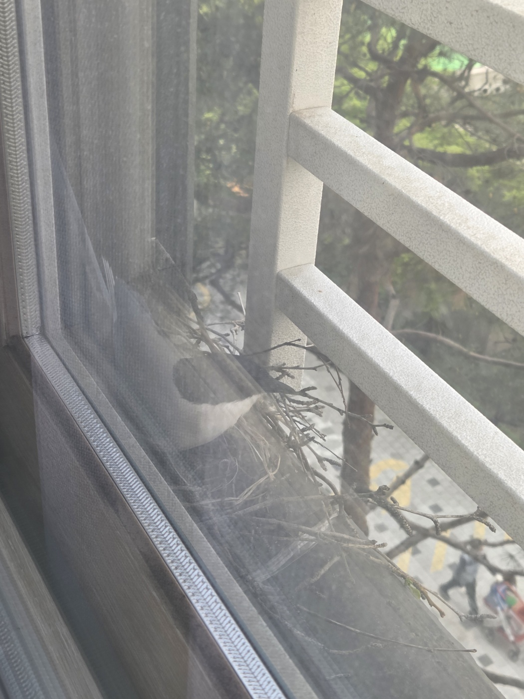[잡담] 내방 창틀 물까치 둥지.. | 인스티즈