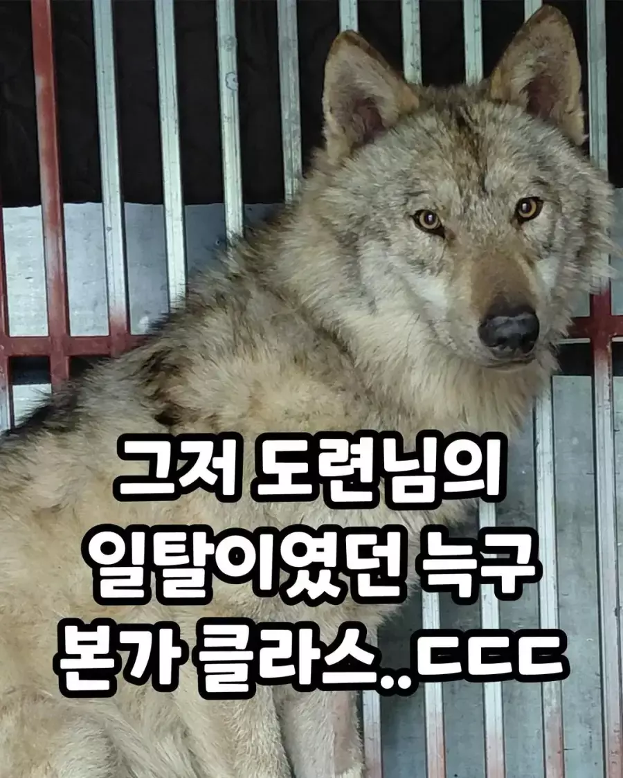 본가 공개되고 늑구 새로 생긴 별명 | 인스티즈