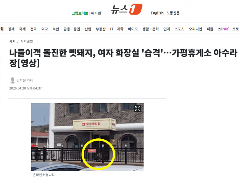 나들이객 돌진한 멧돼지, 여자 화장실 '습격'…가평휴게소 아수라장[영상] | 인스티즈