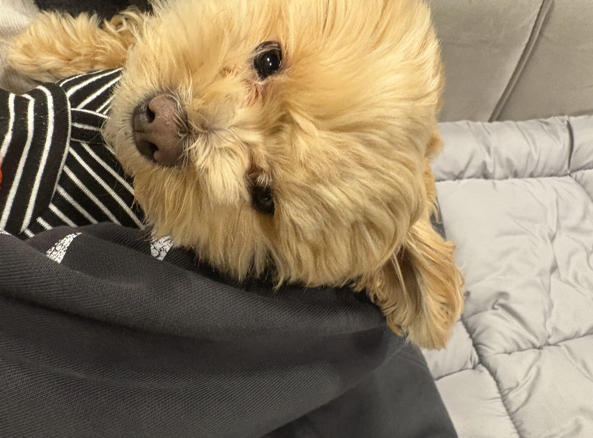 와 이거 개웃겨 성별 물어볼 때 무슨 컷이냐고 하는 사람 처음 봐ㅋㅋㅋㅋㅋ.twt | 인스티즈
