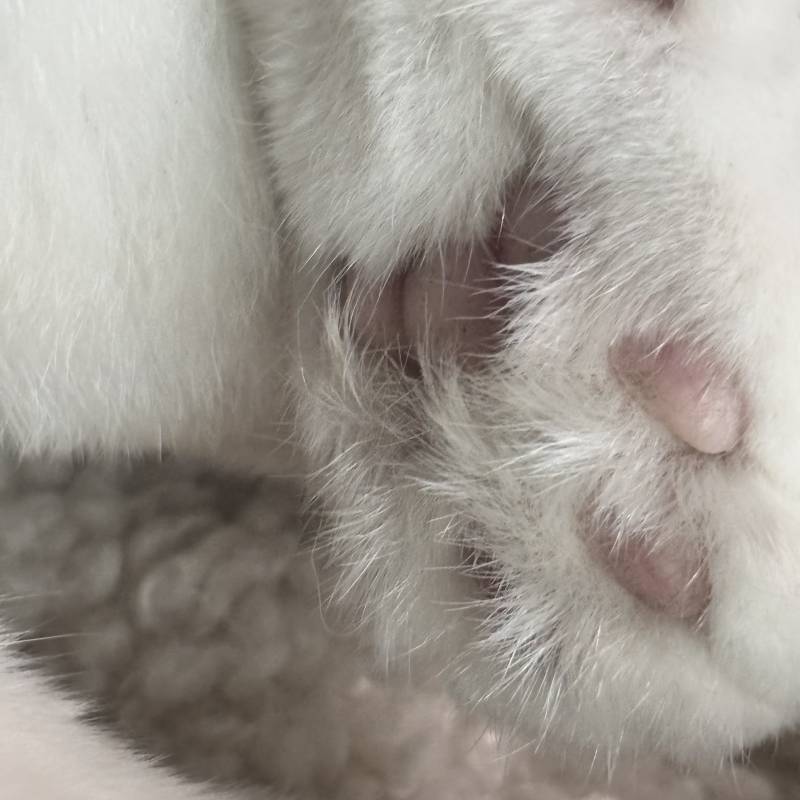 [잡담] 우리집 고양이 잴리 보고 화 풀어 | 인스티즈