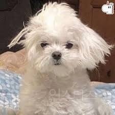자다 일어난 뽀시래기 말티즈 상이라는 아이돌.jpg | 인스티즈