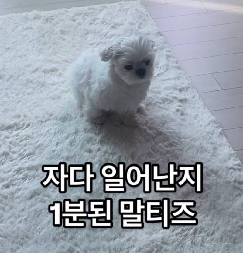 자다 일어난 뽀시래기 말티즈 상이라는 아이돌.jpg | 인스티즈