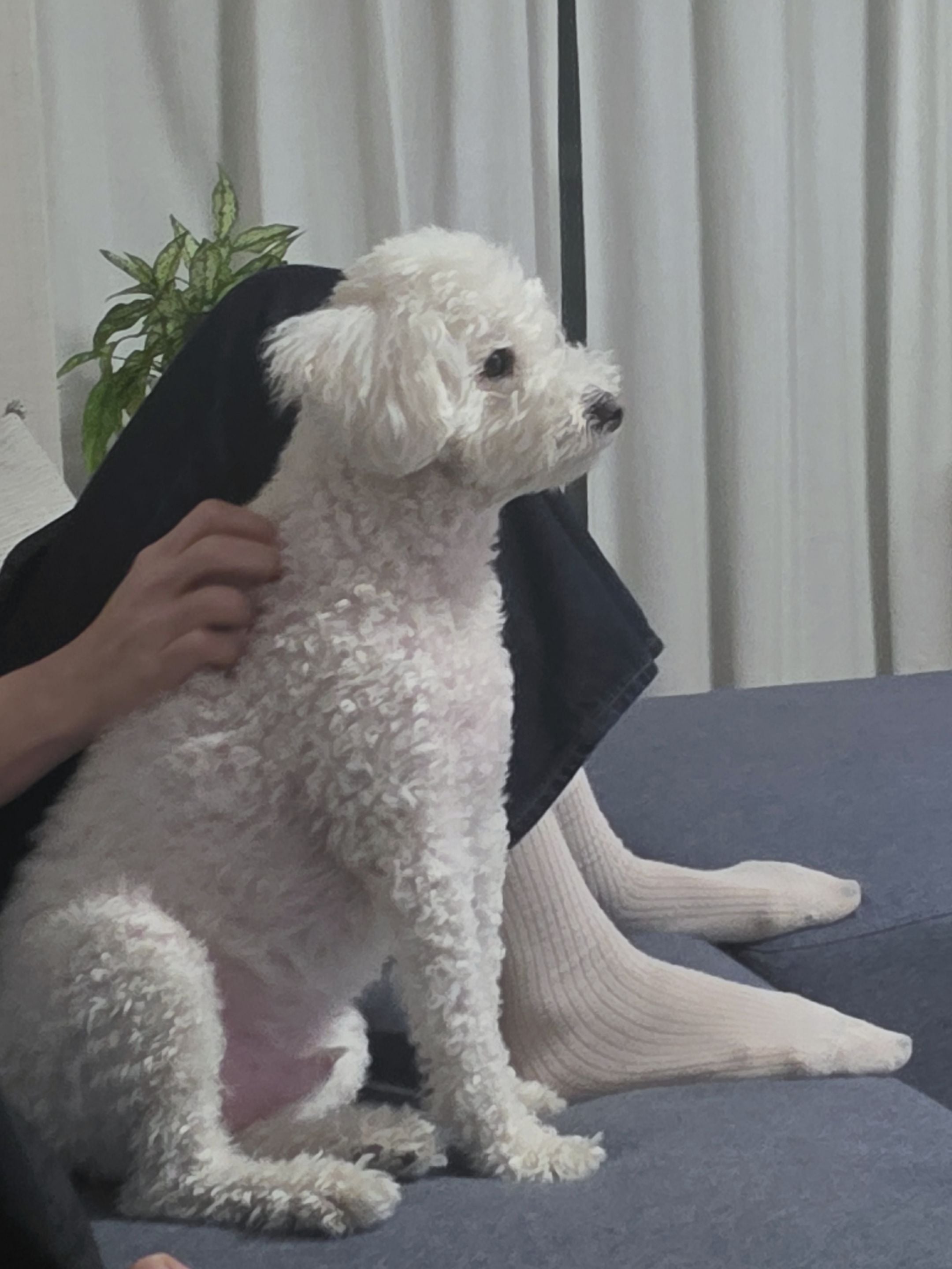 [잡담] 은석이네 찰리 강아지야..? | 인스티즈