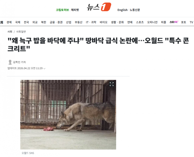 "왜 늑구 밥을 바닥에 주냐" 땅바닥 급식 논란에…오월드 "특수 콘크리트" | 인스티즈