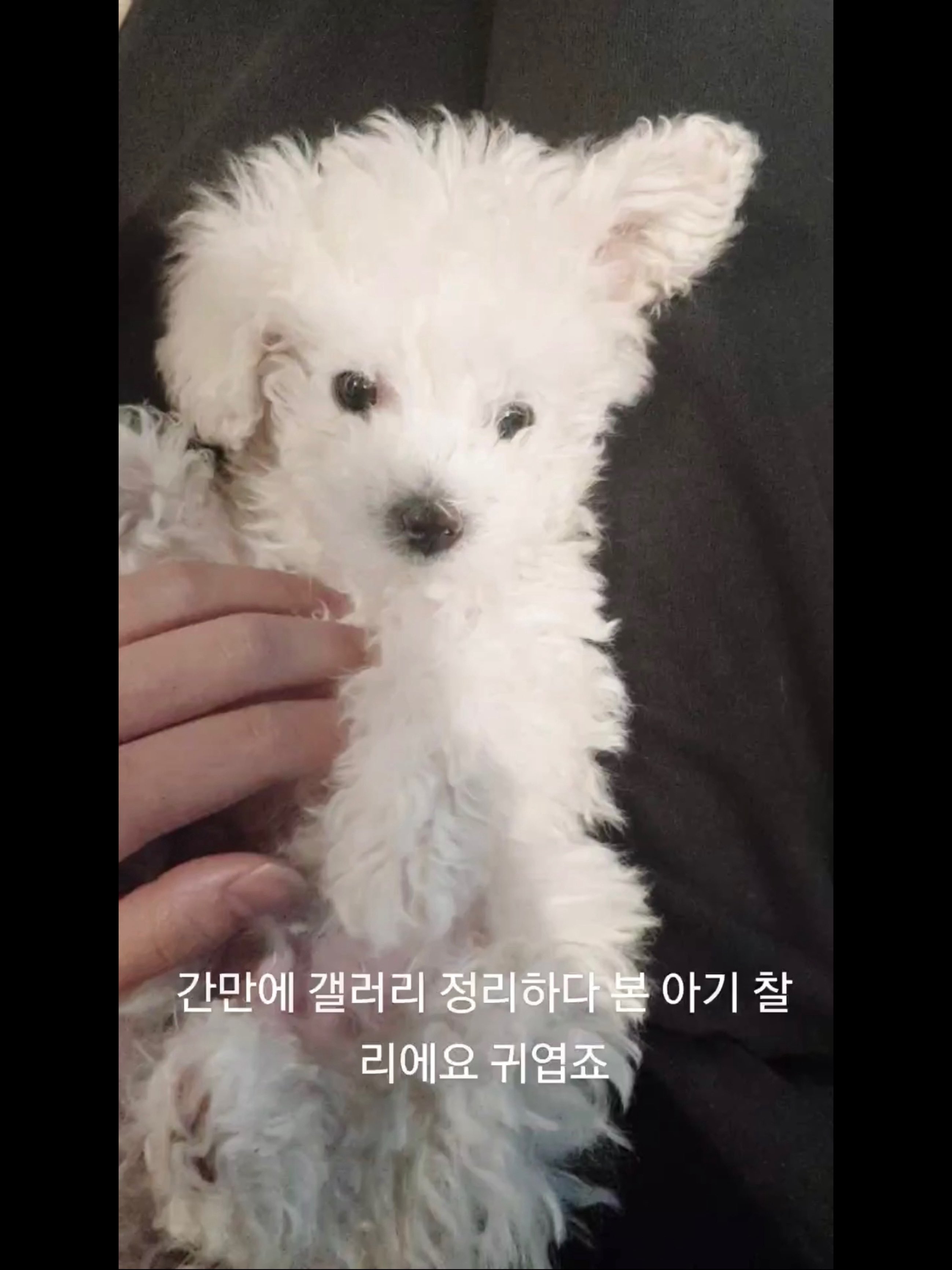 [잡담] 은석이네 강아지도 라이즈했네 | 인스티즈
